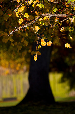 Autumn Statement_2633