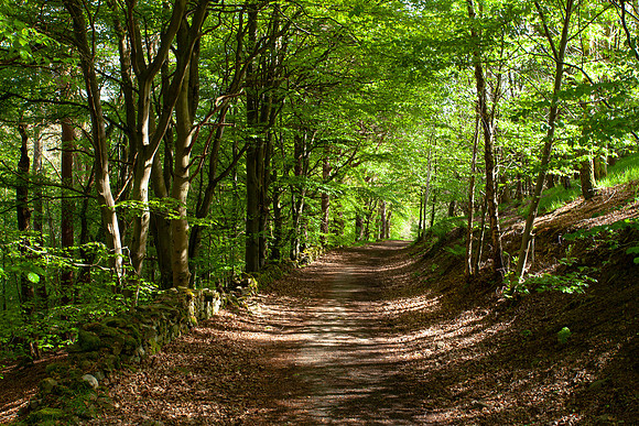 Woodland Path in Spring_9975