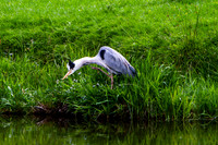 Heron Stalking Fish_1818-7D-local