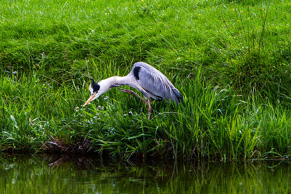 Heron Stalking Fish_1818-7D-local