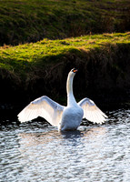 Swan Display_1872