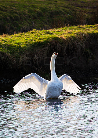 Swan Display_1872