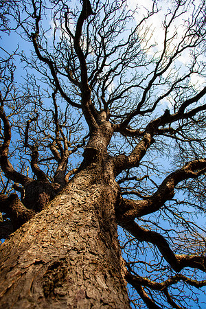 Roots of the Air_7893-5D